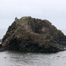 海獣「飛島」（越前松島水族館より）