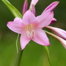 ピンクの花