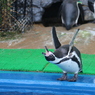 ペンギンさんの威嚇のポーズ（越前松島水族館より）