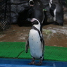 ペンギンさん、威嚇の後は唾を飛ばす（越前松島水族館より）