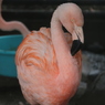 チリーフラミンゴ（越前松島水族館より）