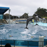 人まばらなイルカショー（越前松島水族館より）