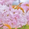 お花の時間２０
