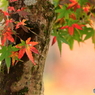 まちまちの色づき