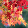 光明寺の紅葉