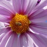 FZ1000 sample6