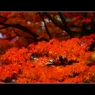 2015秋彩12