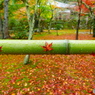 雨そして竹と紅葉