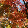 紅葉の絨毯