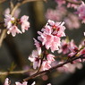 桃の花