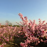 桃の花