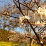 桜Ⅲ