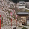 但馬國　出石藩　出石城桜