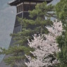 但馬國　出石藩　辰鼓楼と桜