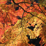 紅葉の世界