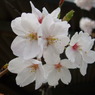 桜Ⅴ