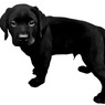 031_animal