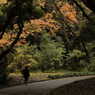 森を歩く