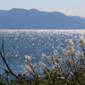 ススキと雄島の海その２（雄島・楽しい時計回り編）