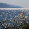 ススキと雄島の海その３（雄島・楽しい時計回り編）