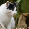 猫の島１