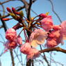 ハナ垂れ桜