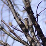 野鳥を探して　コゲラ