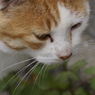 猫の島9
