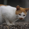 猫の島11
