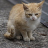 猫の島18