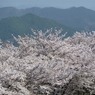 冨士山（とみすやま）公園の桜-2