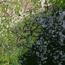 冨士山（とみすやま）公園の桜-3