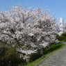 冨士山（とみすやま）公園の桜-4