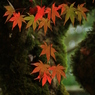 かえで