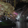 夜桜 in TOKYO