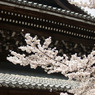 南禅寺の本堂と桜
