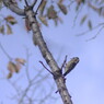 野鳥を探して　コゲラ