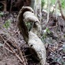 これなんやろか。
