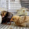 生まれたけど・・・。