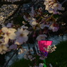 岩倉桜まつり　ぼんぼり
