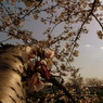 岩倉桜まつり　枝さくら