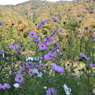 山里のコスモス