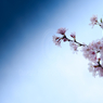 初桜