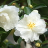 山茶花は見頃