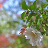 平林寺の山茶花