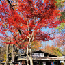 城山茶屋の紅葉