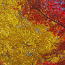 黄紅葉