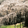 長興山　枝垂れ桜
