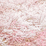 春風