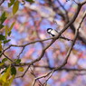 野鳥を探して　シジュウカラ